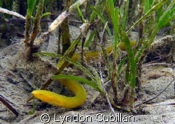 Neon Yellow Snake Eel by Lyndon Cubillan 